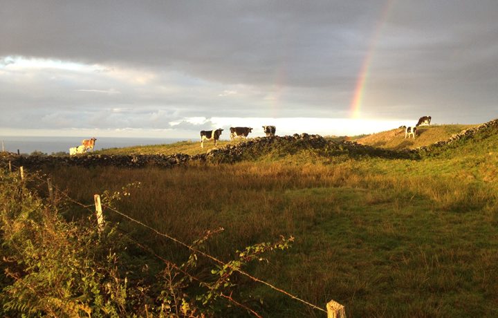 Sunset Picnic and listening the Cory’s Shearwater